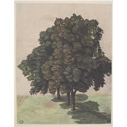 Durer    Study of Three Lime Trees #2065063