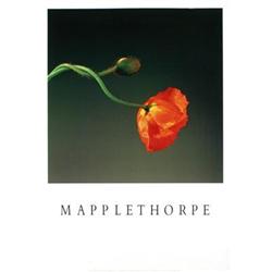 Mapplethorpe   Poppy #2065253