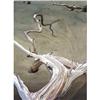 Image 1 : "Arabesque" ARTIST SIGNED ART TREE BONES #2066823