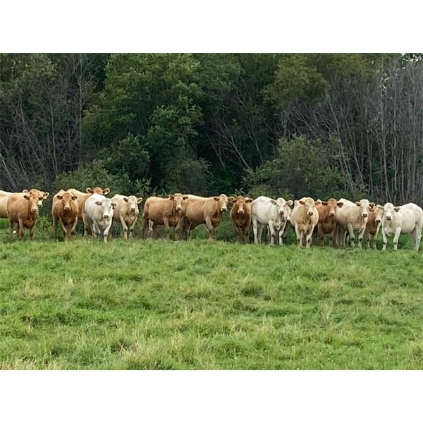 Kellsey Brothers - 1025# Heifers - 300 Head (Slave Lake, AB)