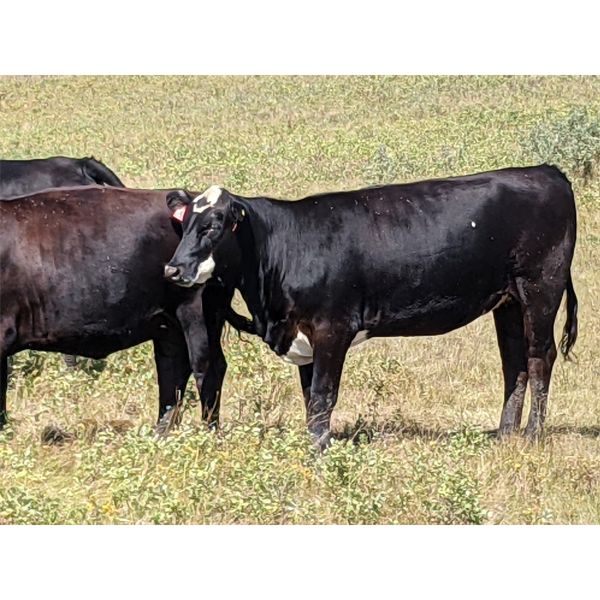 Owen Wilkie - 1035# Heifers - 21 Head (Big Valley, AB)