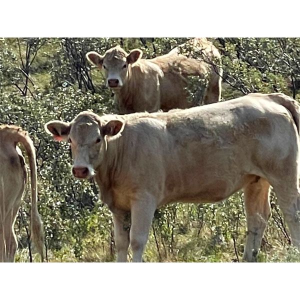 Willow Lane Ranch - 860# Heifers - 53 Head (Granum, AB)