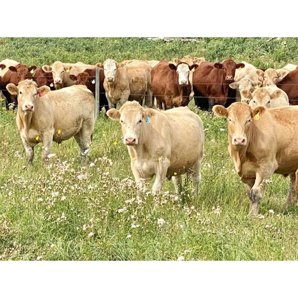 Forbes Bros. Ranching - 1000# Steers - 126 Head (Senlac, SK)