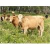 Image 3 : Forbes Bros. Ranching - 1000# Steers - 126 Head (Senlac, SK)