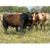 Image 6 : Forbes Bros. Ranching - 1000# Steers - 126 Head (Senlac, SK)