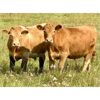 Image 7 : Forbes Bros. Ranching - 1000# Steers - 126 Head (Senlac, SK)