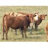 Image 10 : Forbes Bros. Ranching - 900# Heifers - 140 Head (Senlac, SK)