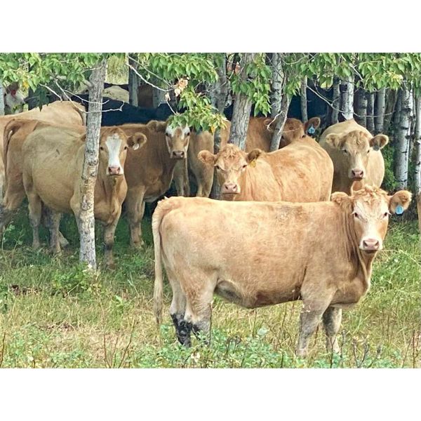 Forbes Bros. Ranching - 900# Heifers - 140 Head (Senlac, SK)