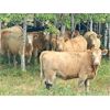 Image 1 : Forbes Bros. Ranching - 900# Heifers - 140 Head (Senlac, SK)