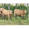 Image 3 : Forbes Bros. Ranching - 900# Heifers - 140 Head (Senlac, SK)