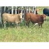 Image 6 : Forbes Bros. Ranching - 900# Heifers - 140 Head (Senlac, SK)