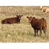 Image 8 : Forbes Bros. Ranching - 900# Heifers - 140 Head (Senlac, SK)