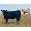 Image 9 : Forbes Bros. Ranching - 900# Heifers - 140 Head (Senlac, SK)