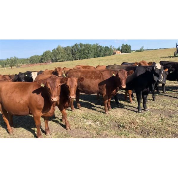 Sandy Loree - 900# Heifers - 54 Head (Olds, AB)