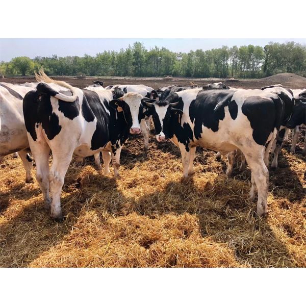 Sunrise Cattle Co. -  1140# Steers - 158 Head (Steinbach, MB)