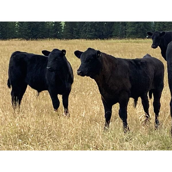 Dana Boothby - 540# Steer Calves - 100 Head (Cochrane, AB)