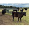 Image 6 : Dana Boothby - 540# Steer Calves - 100 Head (Cochrane, AB)