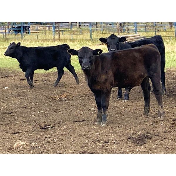 Dana Boothby - 525# Heifer Calves - 100 Head (Cochrane, AB)