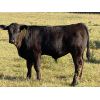 Image 2 : Dominic & Karlee Sklivas - 525# Steer Calves - 45 Head (Sundre, AB)