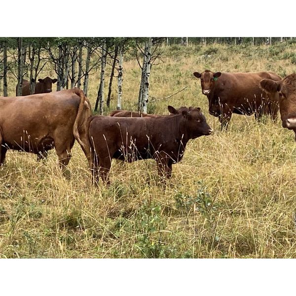 SSS Red Angus - 625# Steer Calves - 60 Head (Cochrane, AB)