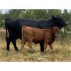 Image 2 : SSS Red Angus - 625# Steer Calves - 60 Head (Cochrane, AB)