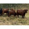 Image 4 : SSS Red Angus - 625# Steer Calves - 60 Head (Cochrane, AB)