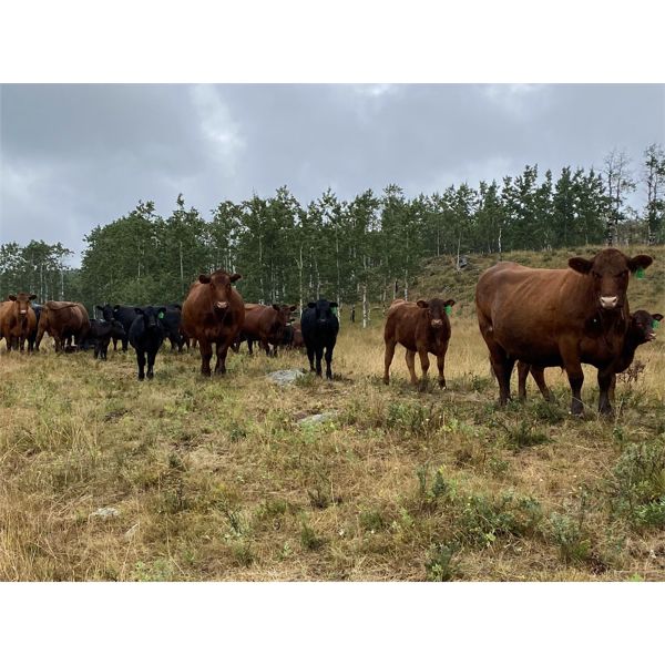 SSS Red Angus - 575# Heifer Calves - 60 Head (Cochrane, AB)