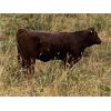 Image 3 : SSS Red Angus - 575# Heifer Calves - 60 Head (Cochrane, AB)
