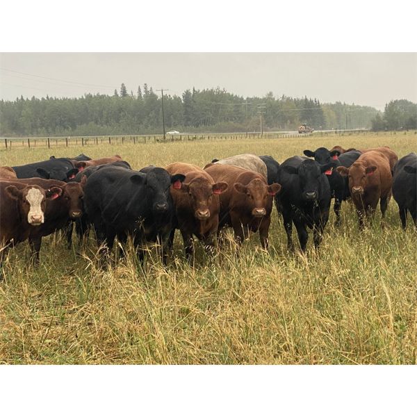 Midpoint Farms - 800# Steers - 475 Head (Drayton Valley, AB)