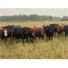 Image 1 : Midpoint Farms - 800# Steers - 475 Head (Drayton Valley, AB)