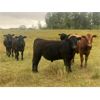 Image 5 : Midpoint Farms - 800# Steers - 475 Head (Drayton Valley, AB)