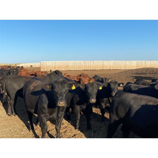 Bone Creek Ranch - 1060# Virgin Bulls - 59 Head (Maple Creek, SK)