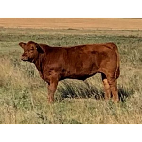 Praeker Farms - 680# Steer Calves - 130 Head (Strathmore, AB)