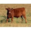 Image 6 : Praeker Farms - 680# Steer Calves - 130 Head (Strathmore, AB)