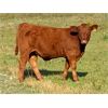 Image 7 : Praeker Farms - 680# Steer Calves - 130 Head (Strathmore, AB)