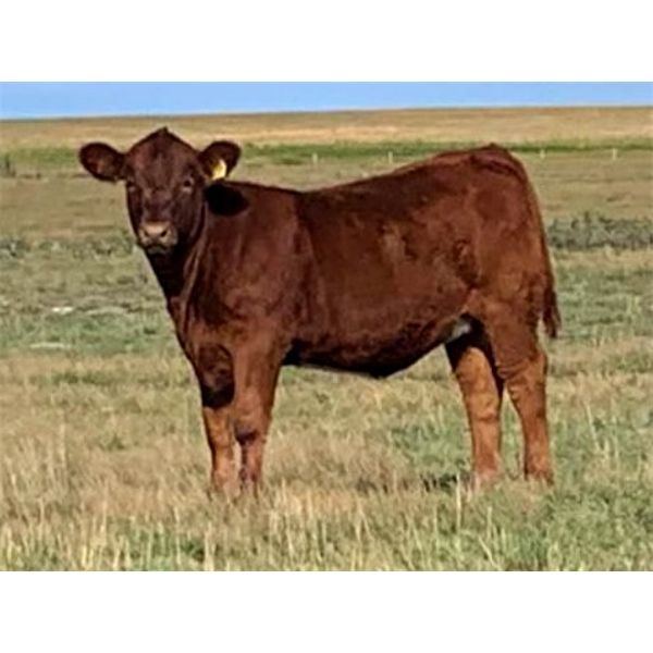Praeker Farms - 625# Heifer Calves - 100 Head (Strathmore, AB)