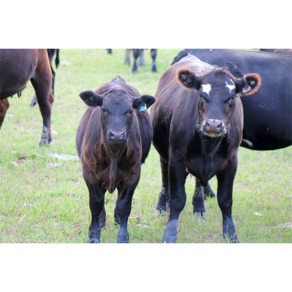 Buck Corcoran - 525# Steer Calves - 90 Head (Glenbain, SK)