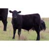 Image 6 : Buck Corcoran - 525# Steer Calves - 90 Head (Glenbain, SK)
