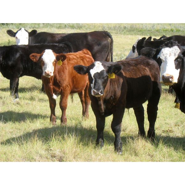 Sheldon Orban - 590# Steer Calves - 80 Head (Cupar, SK)