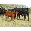 Image 3 : Sheldon Orban - 590# Steer Calves - 80 Head (Cupar, SK)