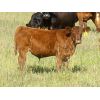 Image 4 : Sheldon Orban - 590# Steer Calves - 80 Head (Cupar, SK)