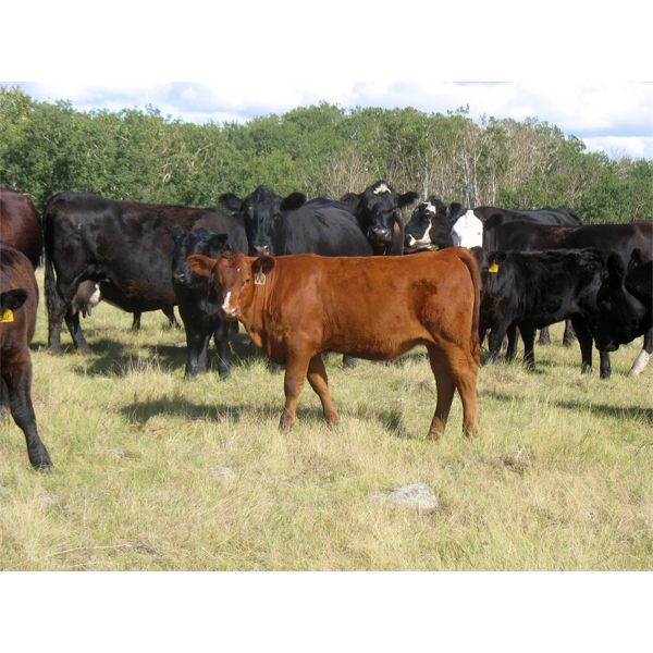 Sheldon Orban - 560# Heifer Calves - 65 Head (Cupar, SK)
