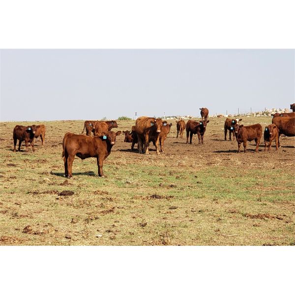 Crimson Cattle Co. - 620# Steer Calves - 90 Head (Burstall, SK)