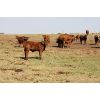 Image 2 : Crimson Cattle Co. - 620# Steer Calves - 90 Head (Burstall, SK)