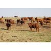 Image 3 : Crimson Cattle Co. - 620# Steer Calves - 90 Head (Burstall, SK)