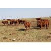 Image 5 : Crimson Cattle Co. - 620# Steer Calves - 90 Head (Burstall, SK)