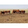 Image 6 : Crimson Cattle Co. - 620# Steer Calves - 90 Head (Burstall, SK)