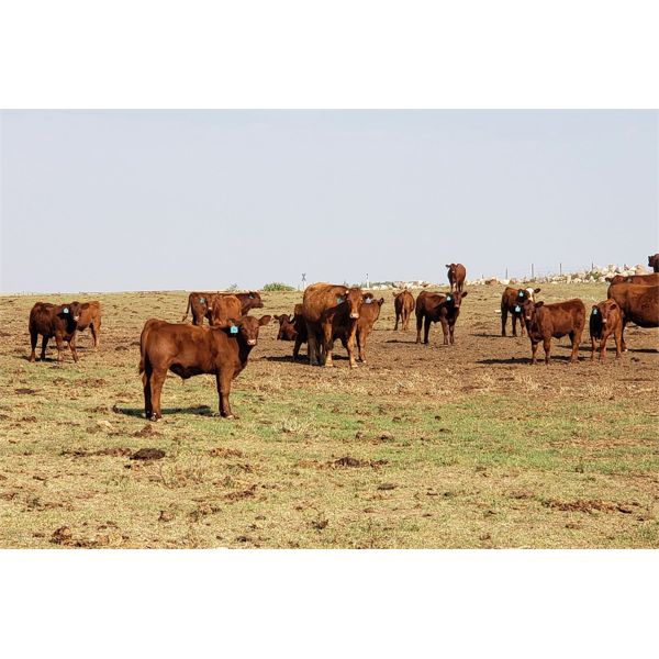 Crimson Cattle Co. - 560# Steer Calves - 110 Head (Burstall, SK)