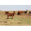Image 2 : Crimson Cattle Co. - 560# Steer Calves - 110 Head (Burstall, SK)