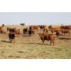Image 3 : Crimson Cattle Co. - 560# Steer Calves - 110 Head (Burstall, SK)
